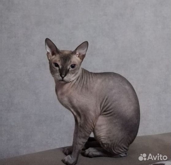 Донской сфинкс вязка