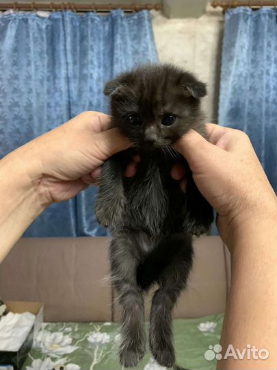 Вислоухие котята