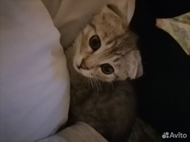 Шотландские вислоухие котята