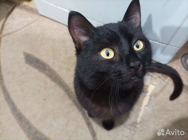 Кот в добрые руки