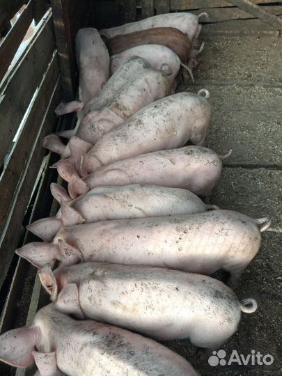 Поросята Терминал и кб