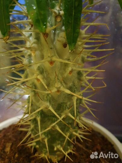 Пахиподиум ламера