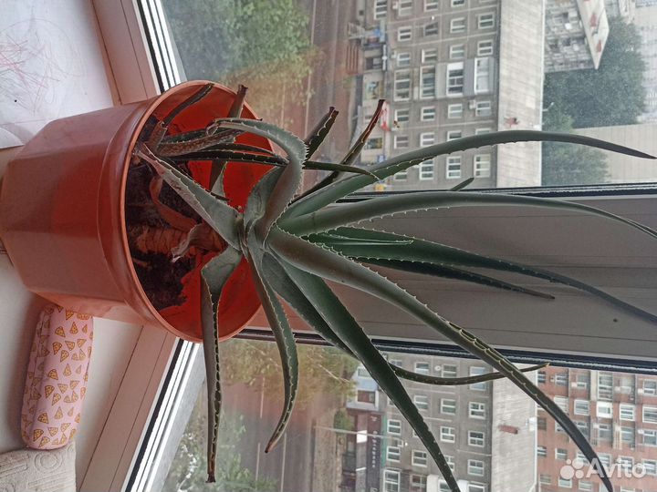 Шефлера и алоэ