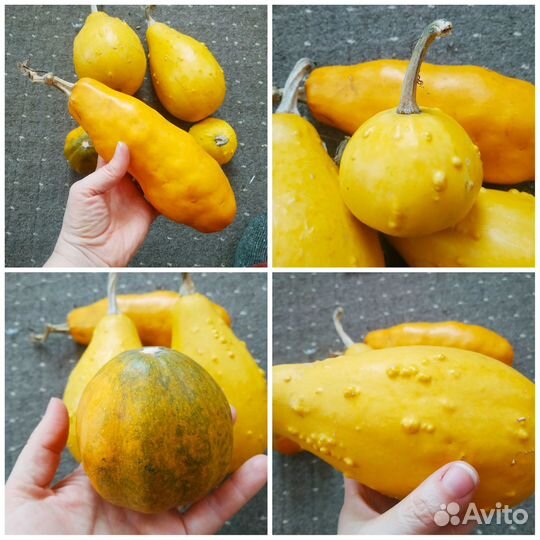 Семена декоративной тыквы,чуфы