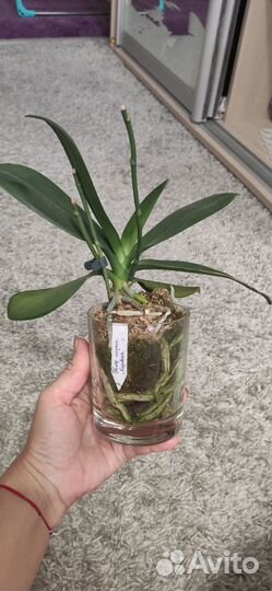 Орхидея пелорик