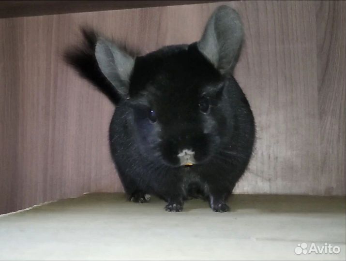 Шиншилла мальчик