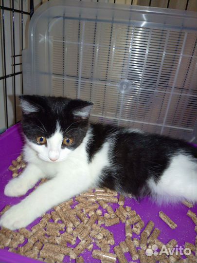 Малыш Вилли ищет дом