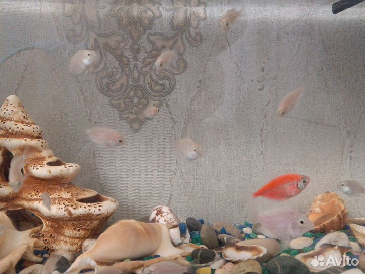 Рыбка Попугай платиновый