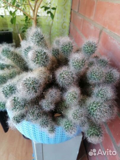 Кактусы и суккуленты