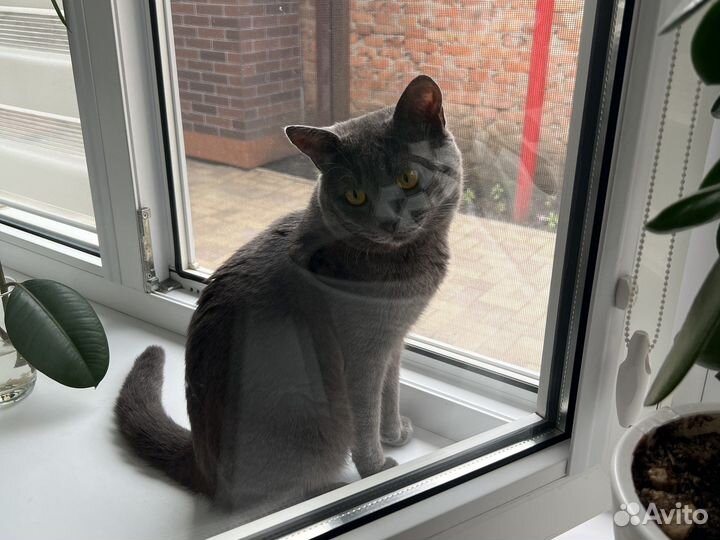 Котик в добрые руки