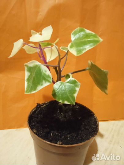 Крестовник крупноязычковый