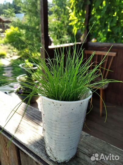 Овсяница жёлтая