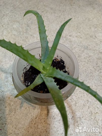 Комнатные цветы алоэ