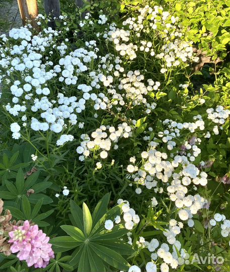 Многолетники