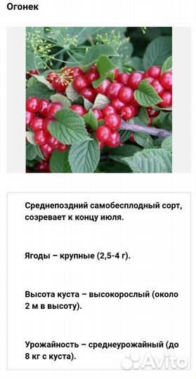 Саженцы на заказ из нии садоводства им. И.В.Мичури