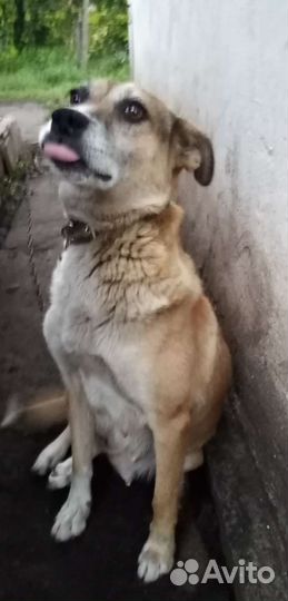 Собаки бесплатно в добрые руки щенки