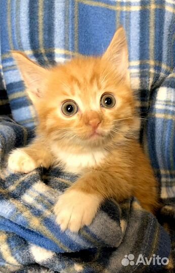 Рыжий котёнок 2 месяца в добрые руки