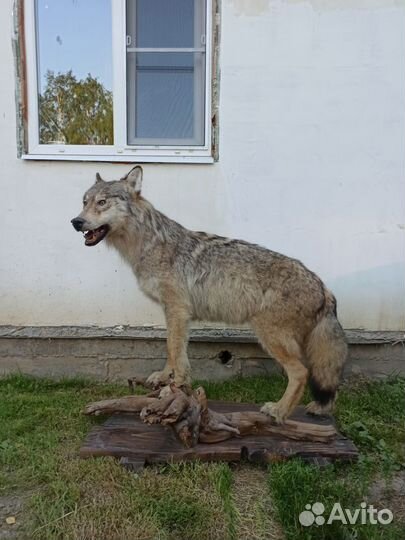 Чучело волка