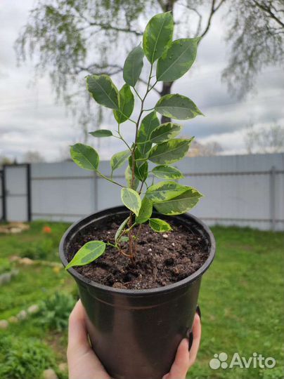 Комнатные растения