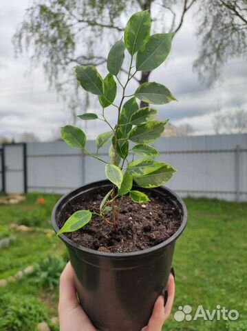 Комнатные растения