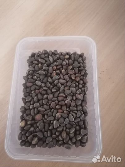 Шишка, орех, рыба