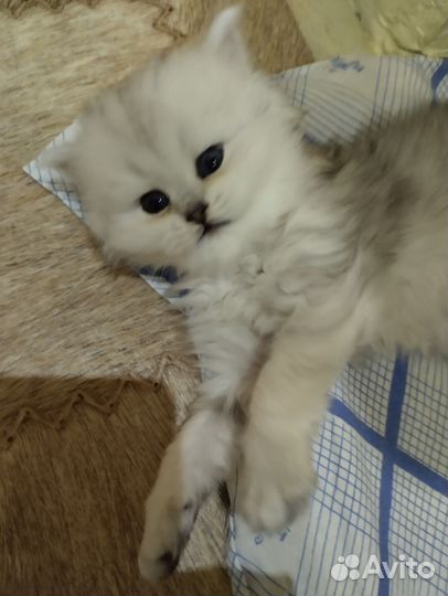 Британский,серебряный,шиншил