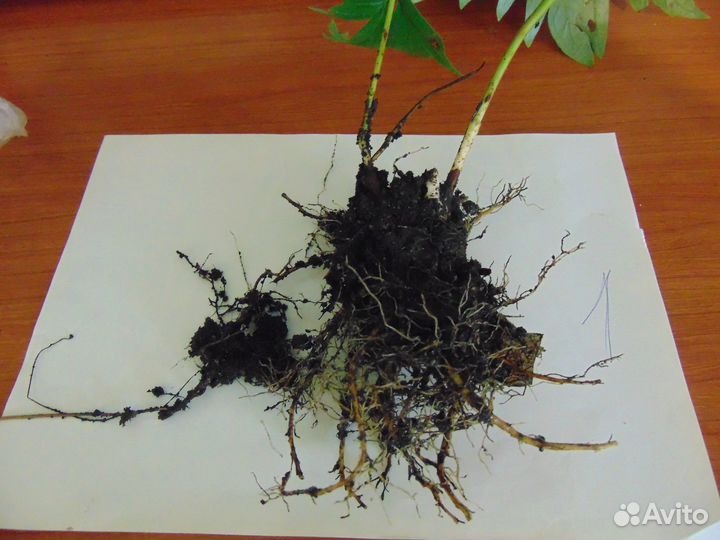 Пион уклоняющийся(Марьин корень)