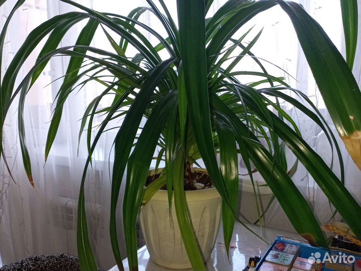 Панданус пальма детки