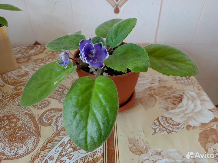 Комнатные цветы