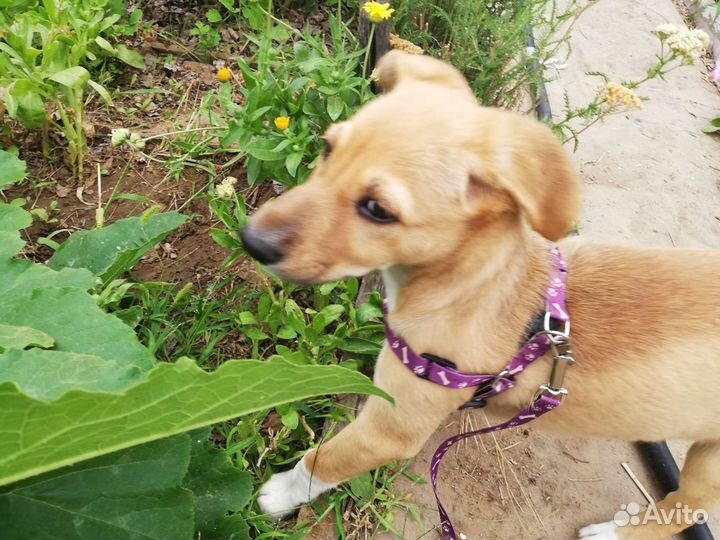 Щенок в добрые руки бесплатно