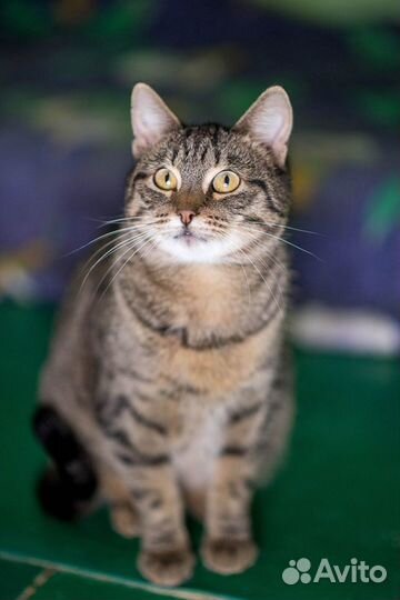 Кошка в дар