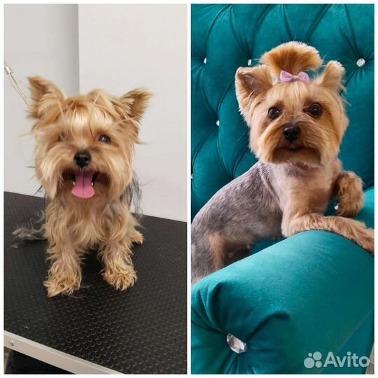 Добрый грумер. Стрижка собак и кошек