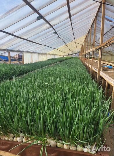 Лук зеленый свежей срезки LUK-8336