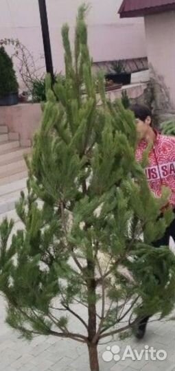 Елки сосны новогодние оптом