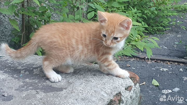 Котята редкой красоты