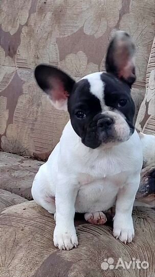 Французский бульдог щенки