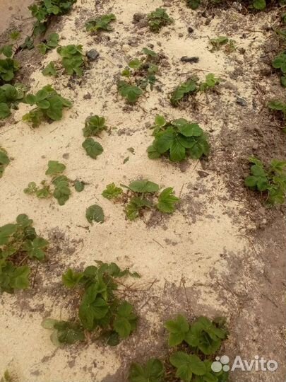 Клубника Азия, вьющаяся, землеклубника