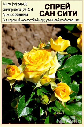 Розы рассада черешня абрикос саженцы