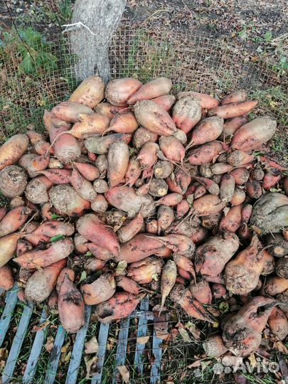 Сахарная свекла кормовая