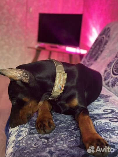 Щенки добермана