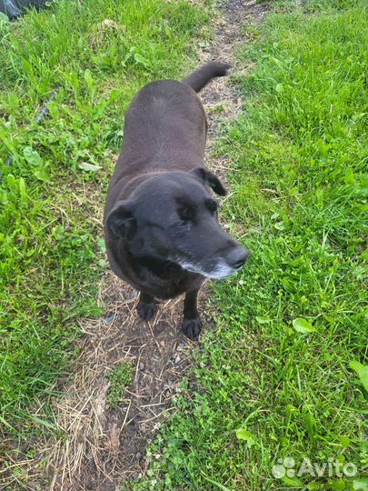 Отдам в добрые руки