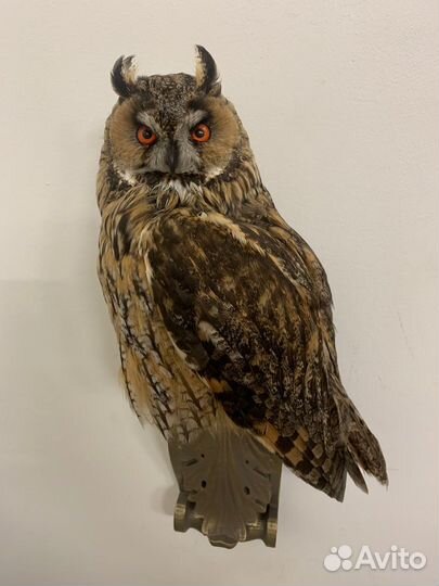 Чучело совы