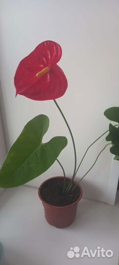 Антуриум Андрэ ред