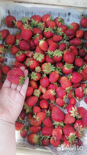 Клубника Байкальская