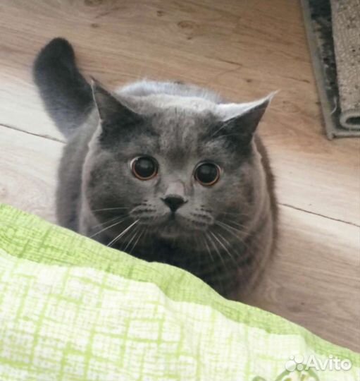 Кот на вязку