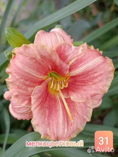 Лилейники сортовые