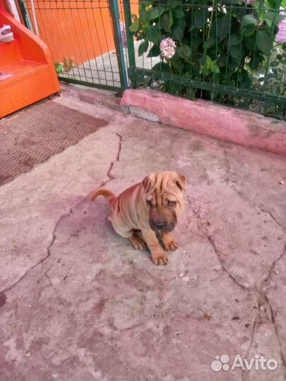 Щенки шарпея