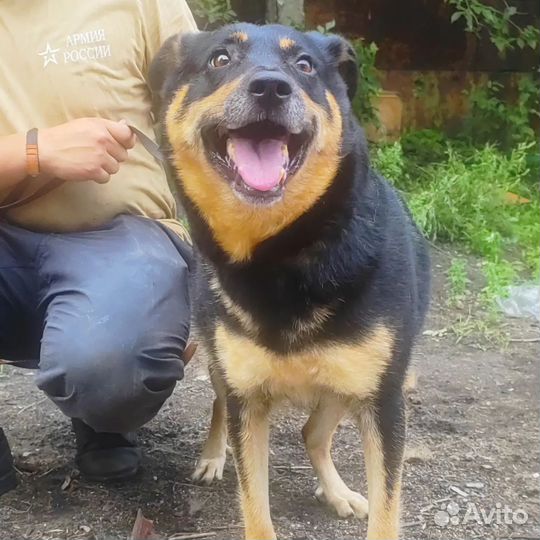 Собака в добрые руки