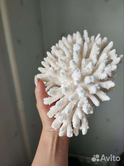 Морские кораллы, ракушки