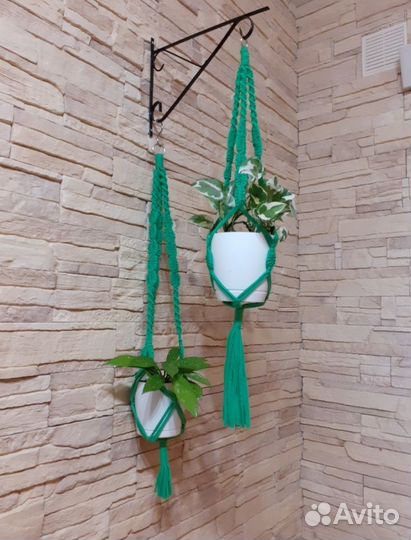 Сциндапсус